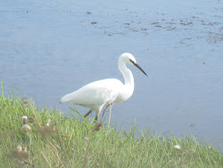 Little Egret