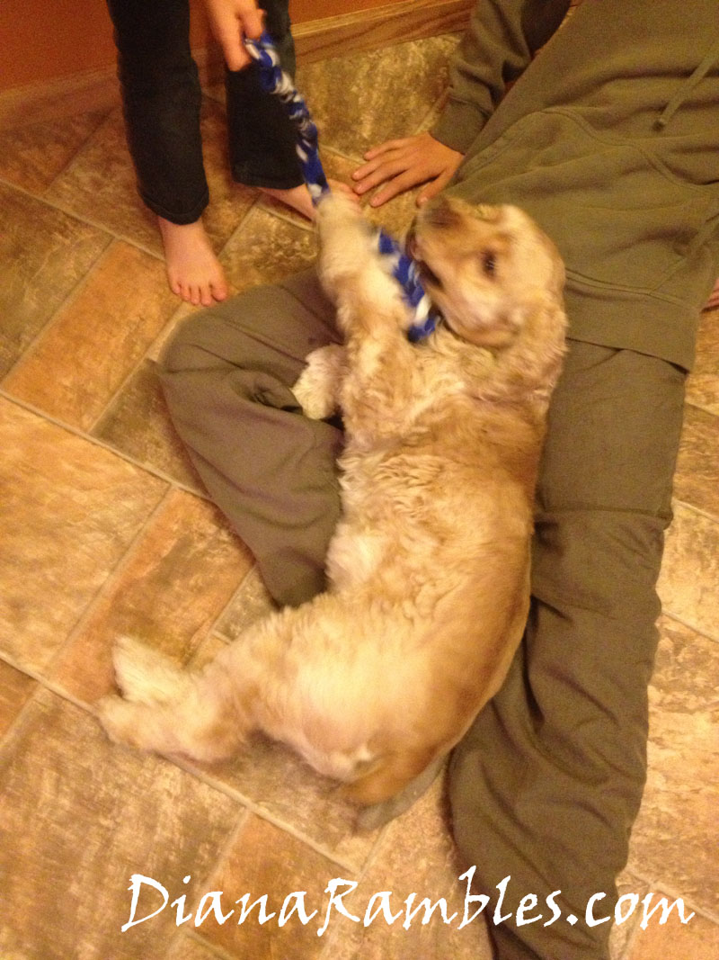 Make a Simple Dog Pull Toy Diana Rambles