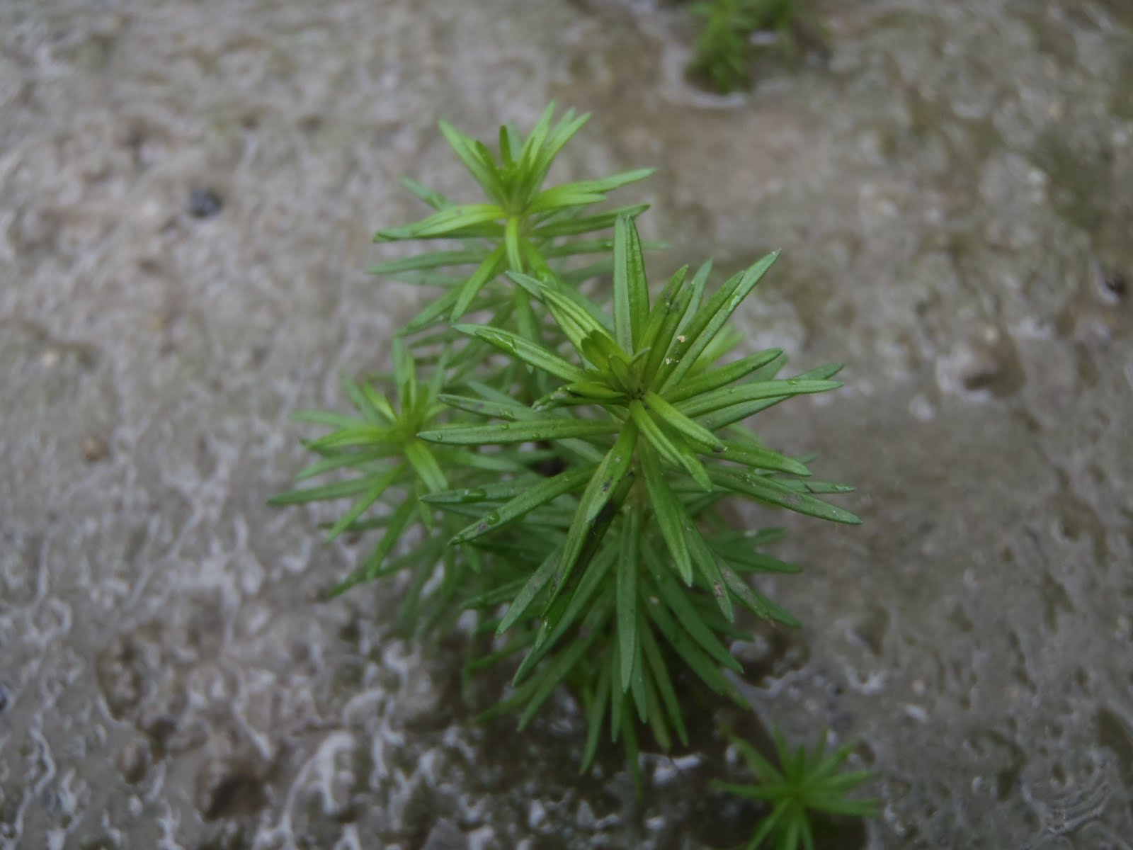 Aquatic Farmer Pogostemon Erectus