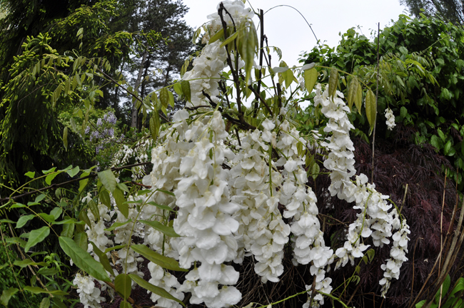 Tone On Tone Interior Garden Design Our White Border Garden