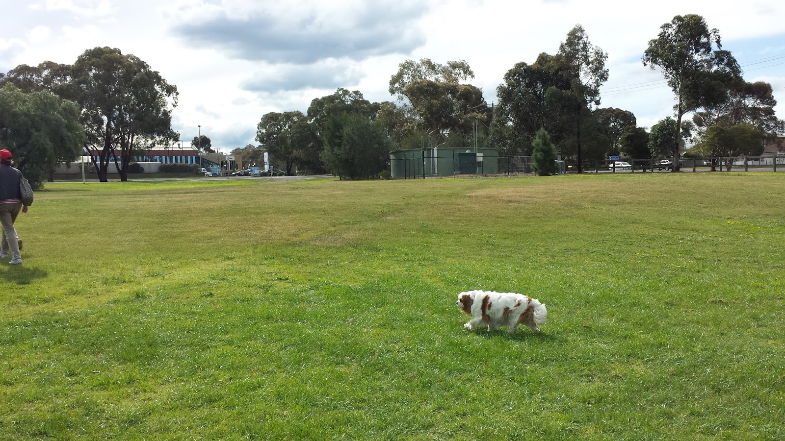 Day Out with Dog (Victoria Australia) Sunbury Recreation Reserve