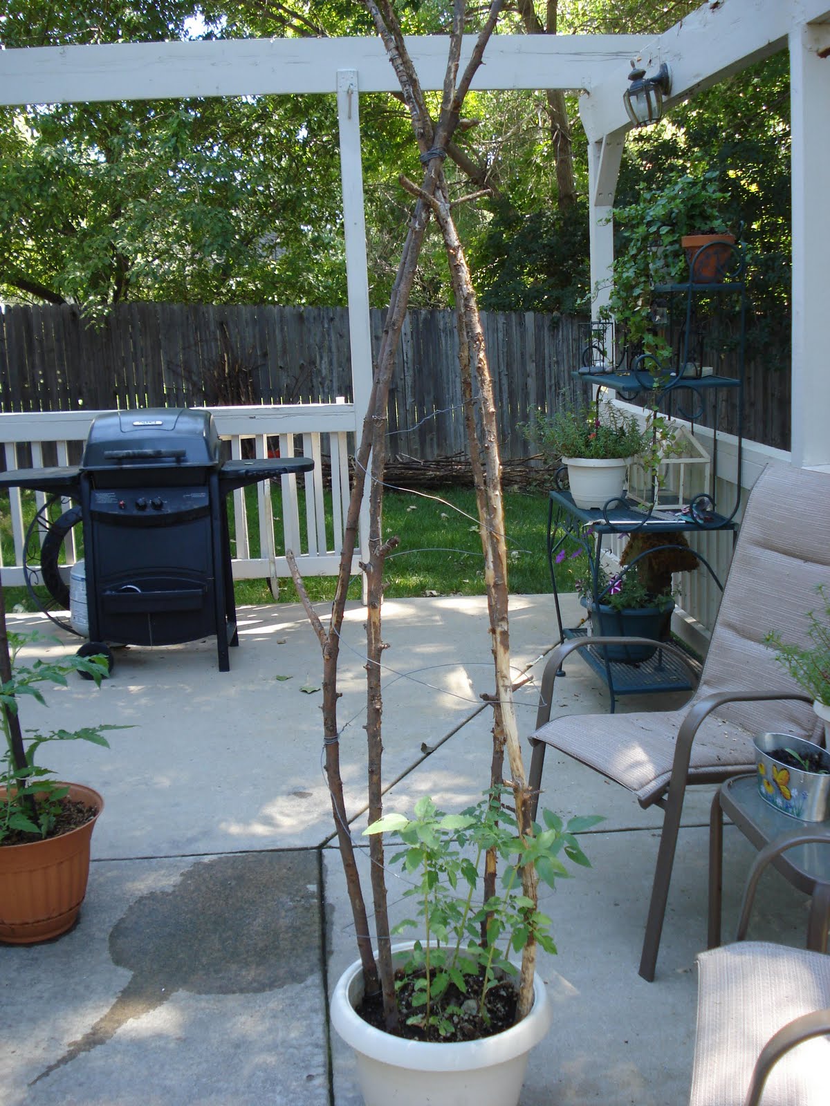 Plants To Grow On Trellis In Shade - Low Light Vining Plants