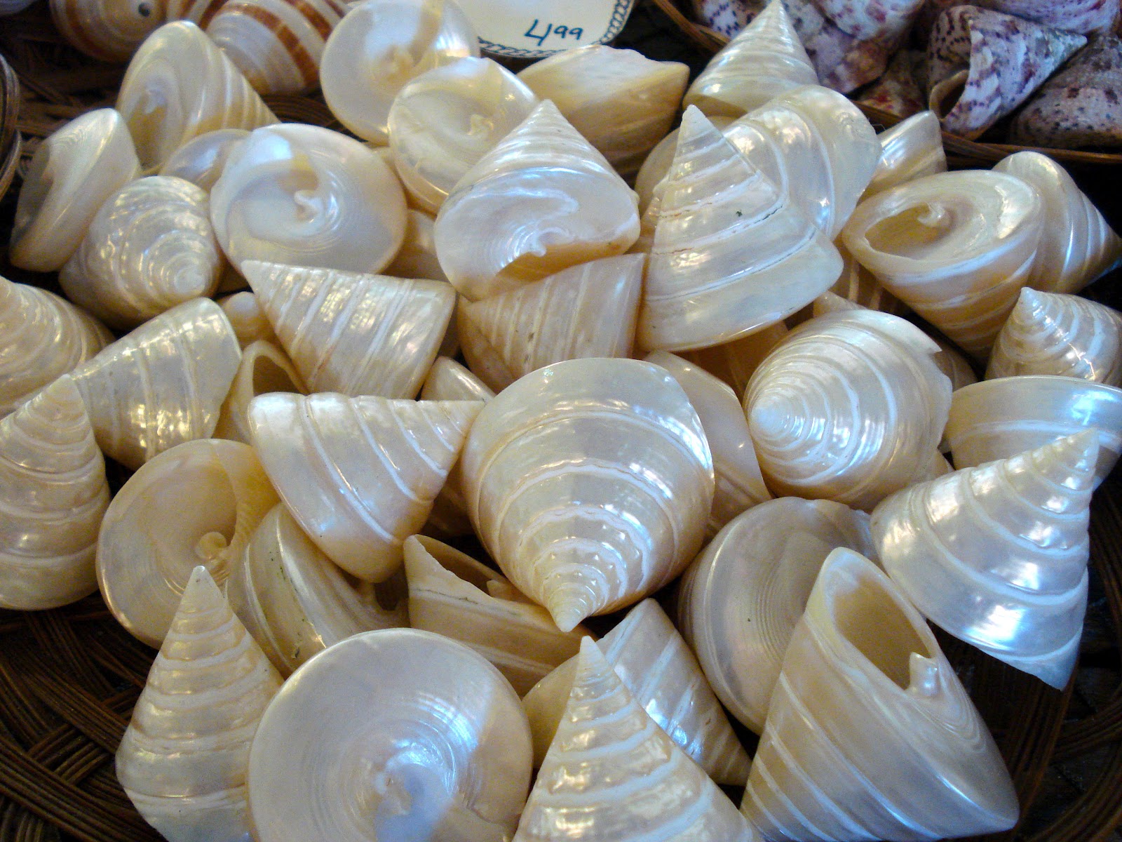 Alexandra D. Foster Destinations Perfected Rockport, Massachusetts Capt. Steve's Sea Shell Shop
