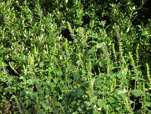 Future Plants By Randy Stewart Escallonia