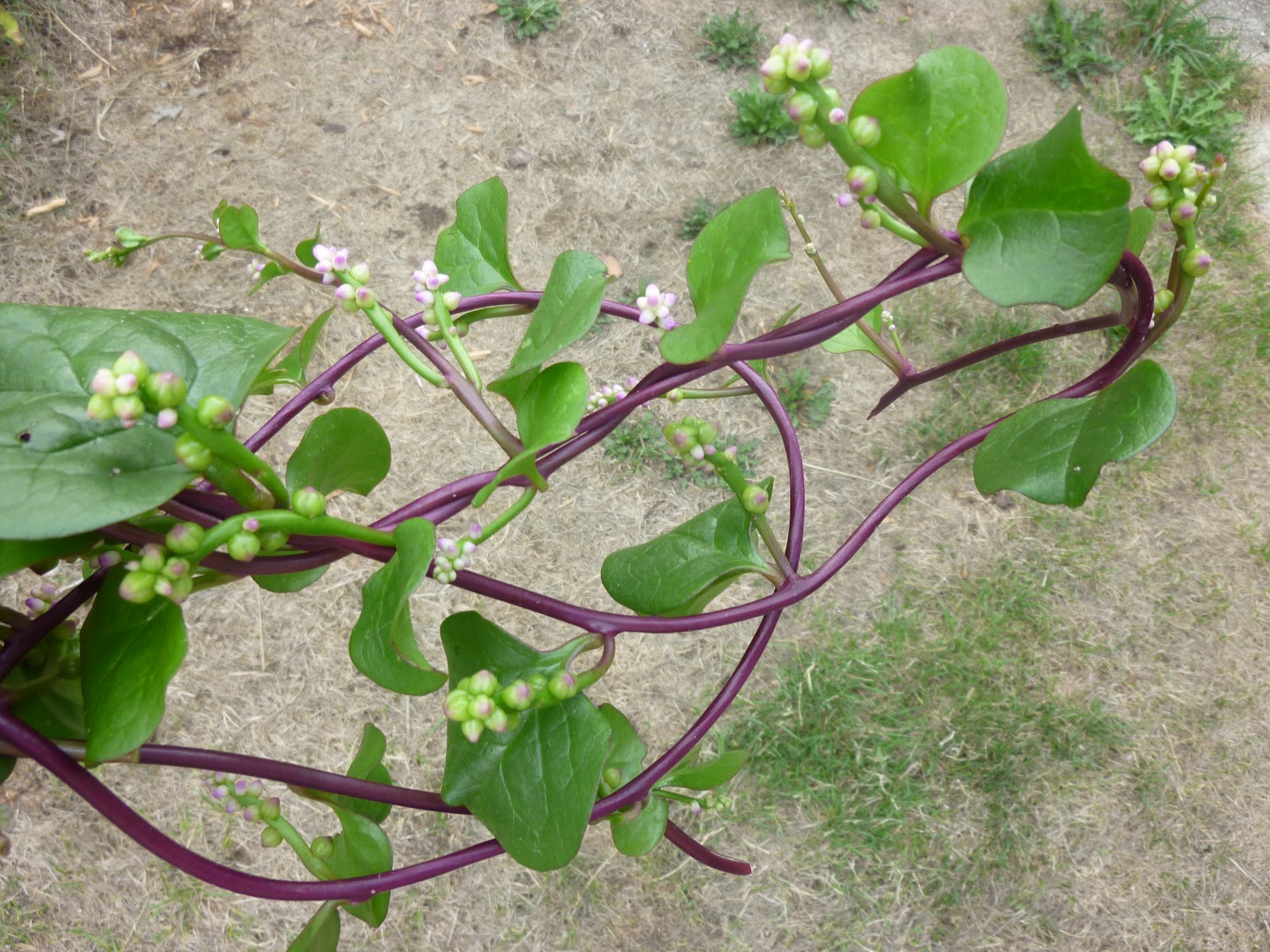 Spinach Vine