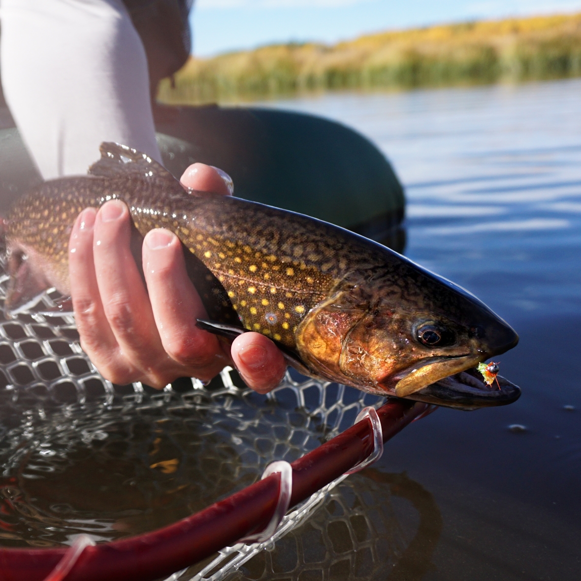 Easy Jig Style Nymph Fly Fish Food Fly Tying and Fly Fishing