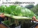 cultivo hidroponico en lechuga