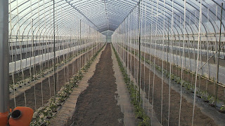 トマト　と　トウモロコシ