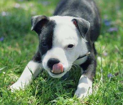 American Staffordshire Terrier Puppy