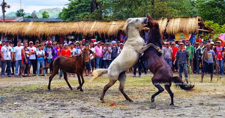 Horse Fighting in Lake Sebu
