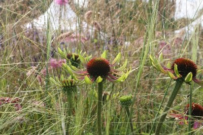 Pictures of ‘Grace’