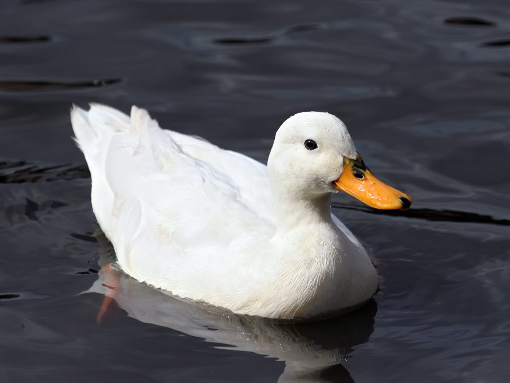 Best Water For Ducks at William Meadows blog