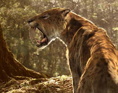 Smilodon (Sabre-toothed Tiger) | Animal Wildlife