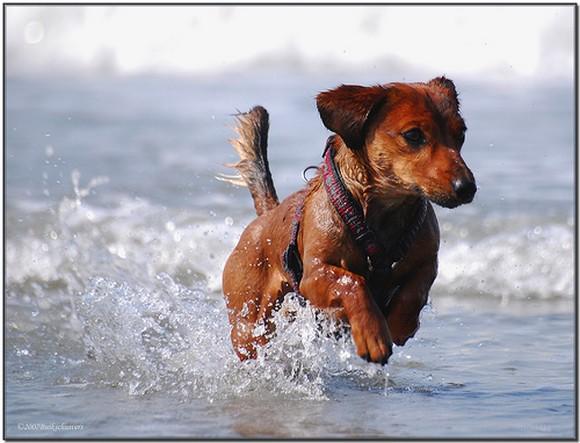 of these dogs running free