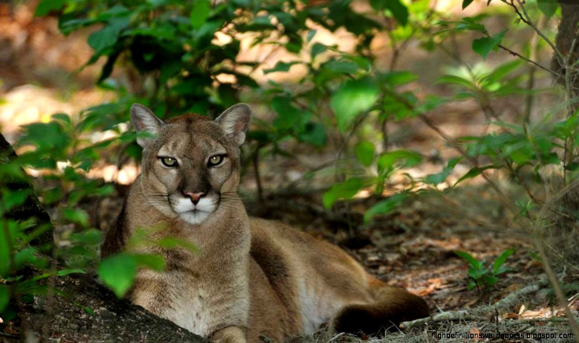 Nature Photography Art Black and White Wallpaper Flowers Tumblr Nature Photography Art Black and White Wallpaper Flowers Tumblr