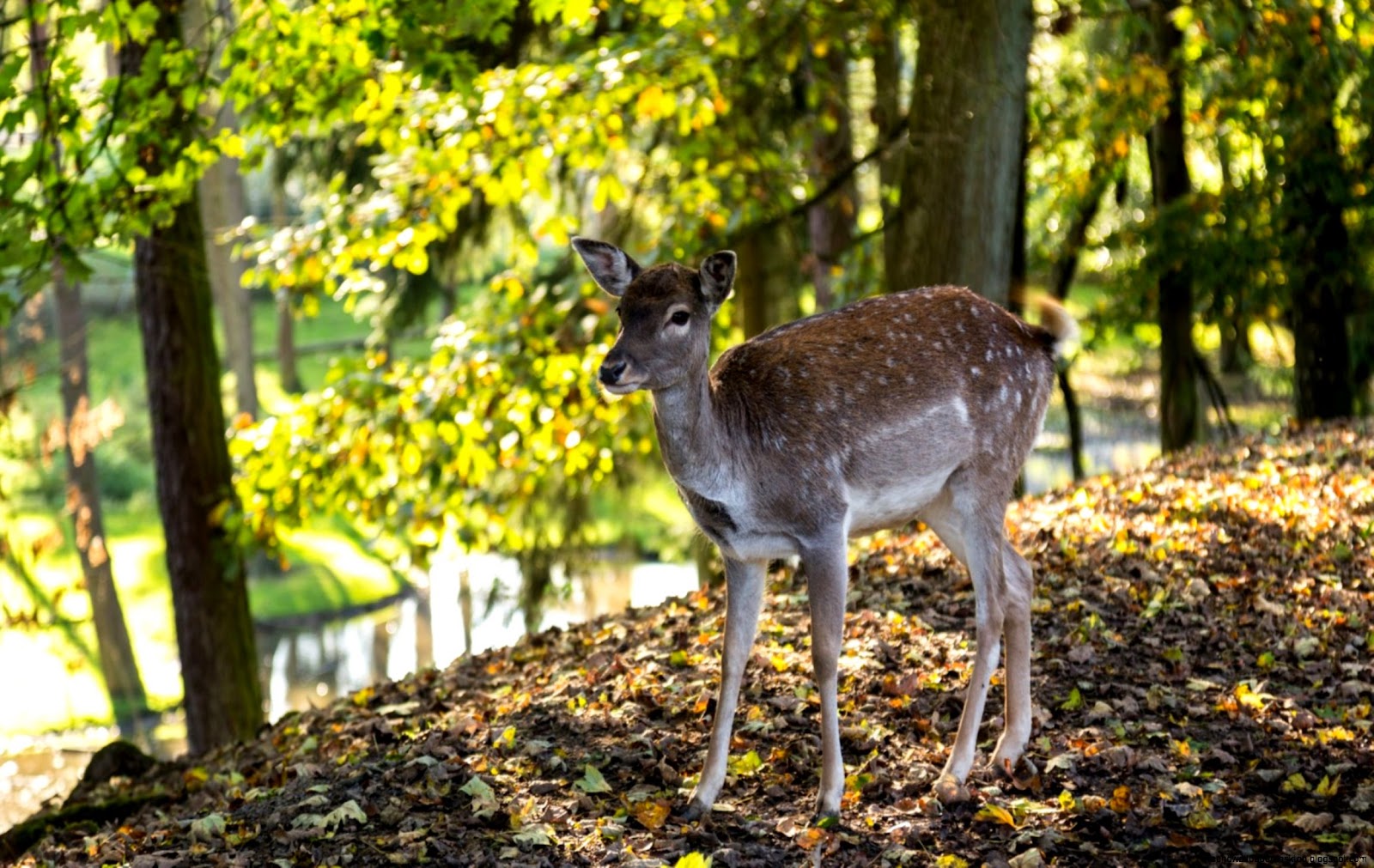 Forest Sun Rays And Animal Deer Forest Sun Rays And Animal Deer