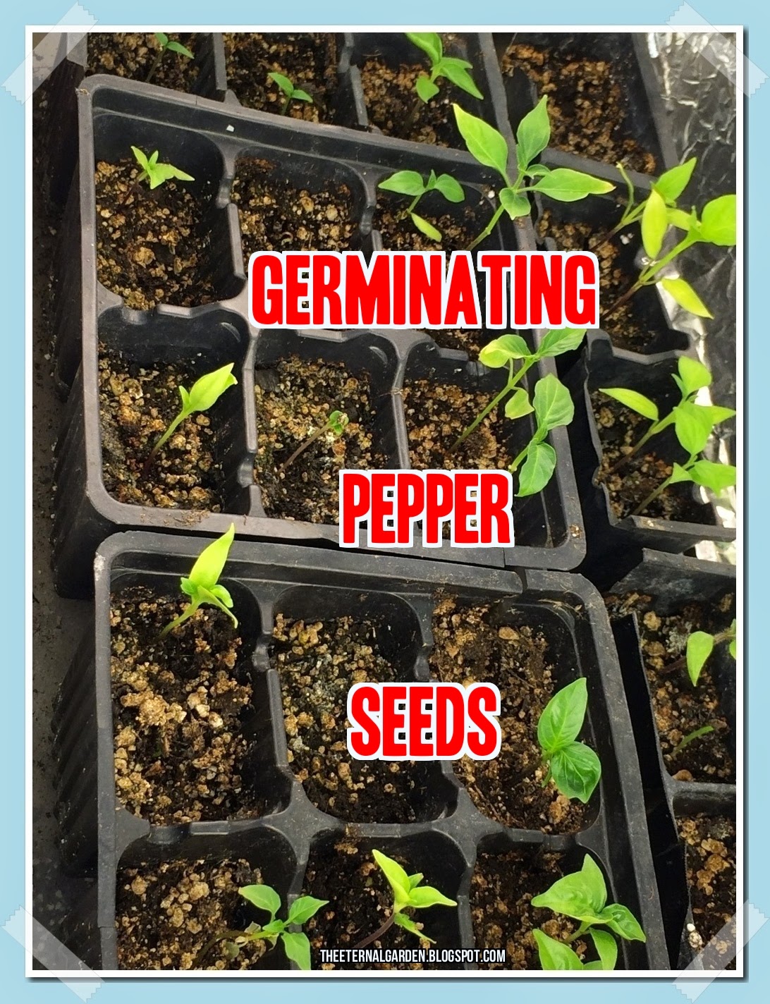 The Eternal Garden Germinating Pepper Seeds Indoors
