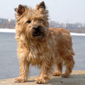 Cairn Terrier Puppy Image