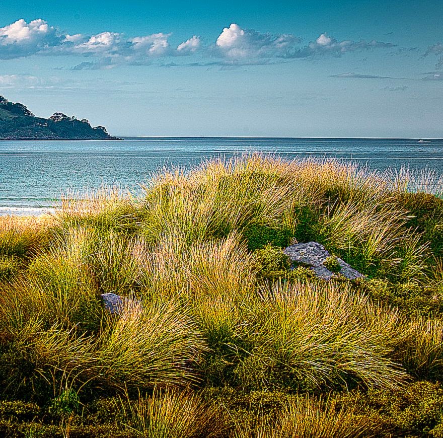 grass on beach wallpapers   DriverLayer Search Engine grass on beach wallpapers   DriverLayer Search Engine