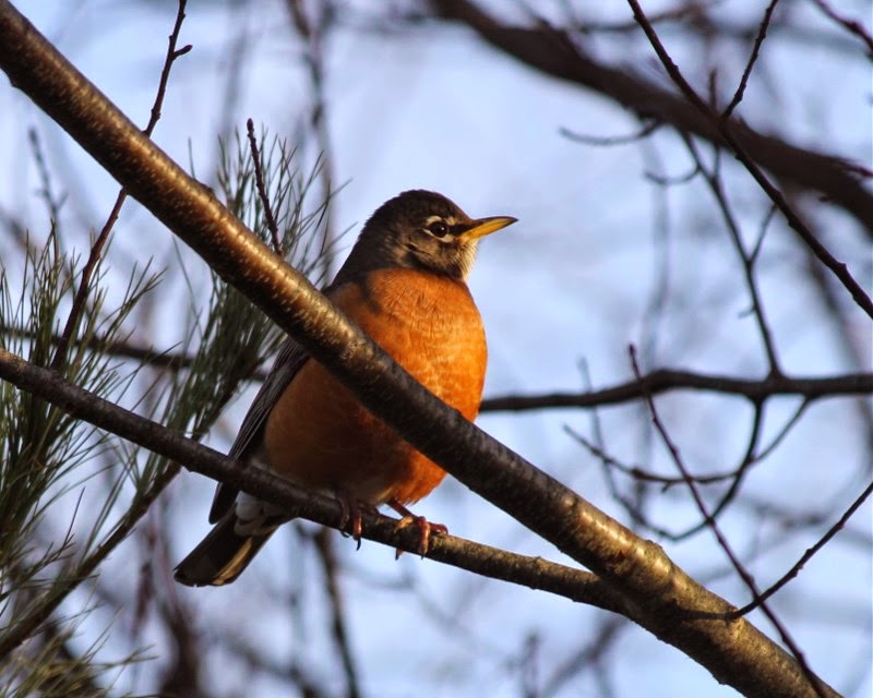 nature tales and camera trails Lots of American Robins in our yard!