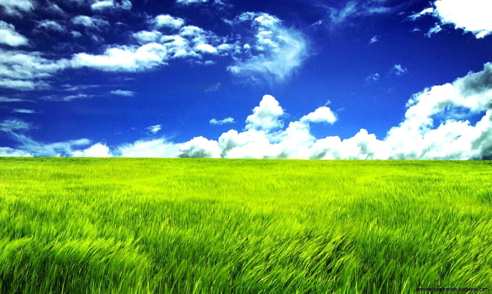 Field Wallpapers 1680x1050px 358012 Field Wallpapers 1680x1050px 358012