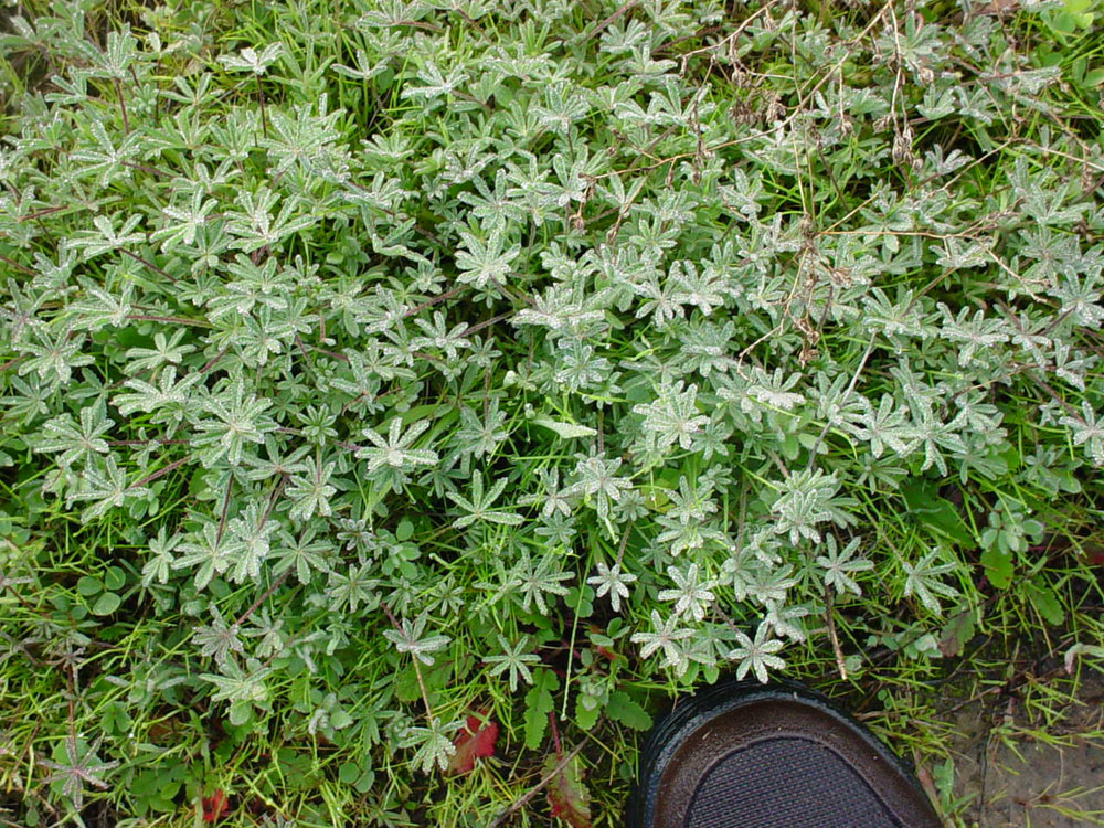 Mother Nature's Backyard A Waterwise Garden Plant of the Month