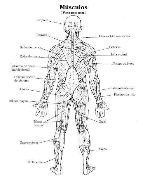 ... Humano - desenhos e imagens dos sistemas, músculos, esqueleto humano