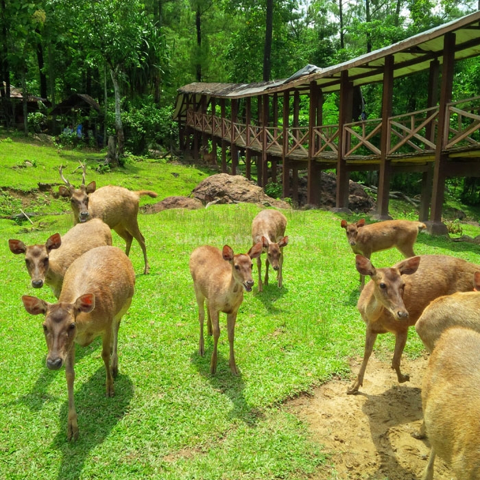 Noni Halimi: Wisata Penangkaran Rusa Cariu, Bogor (One Day Trip)