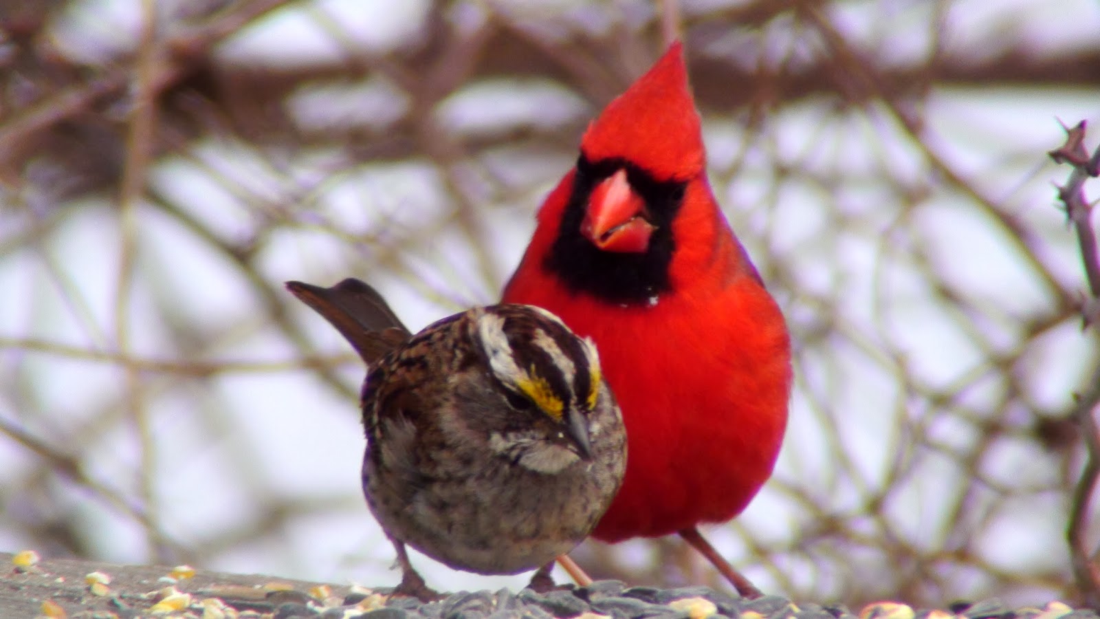 Tales From The Wilds: Don't tell the Cardinals that it's Too Cold to Sing