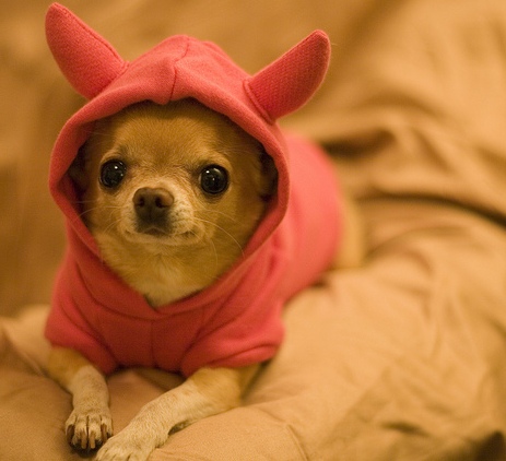 Pictures%20of%20Cute%20Chihuahuas%20Pupp