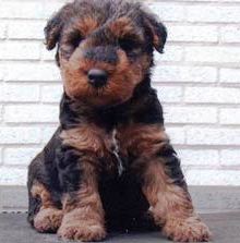 welsh terrier breeders near me