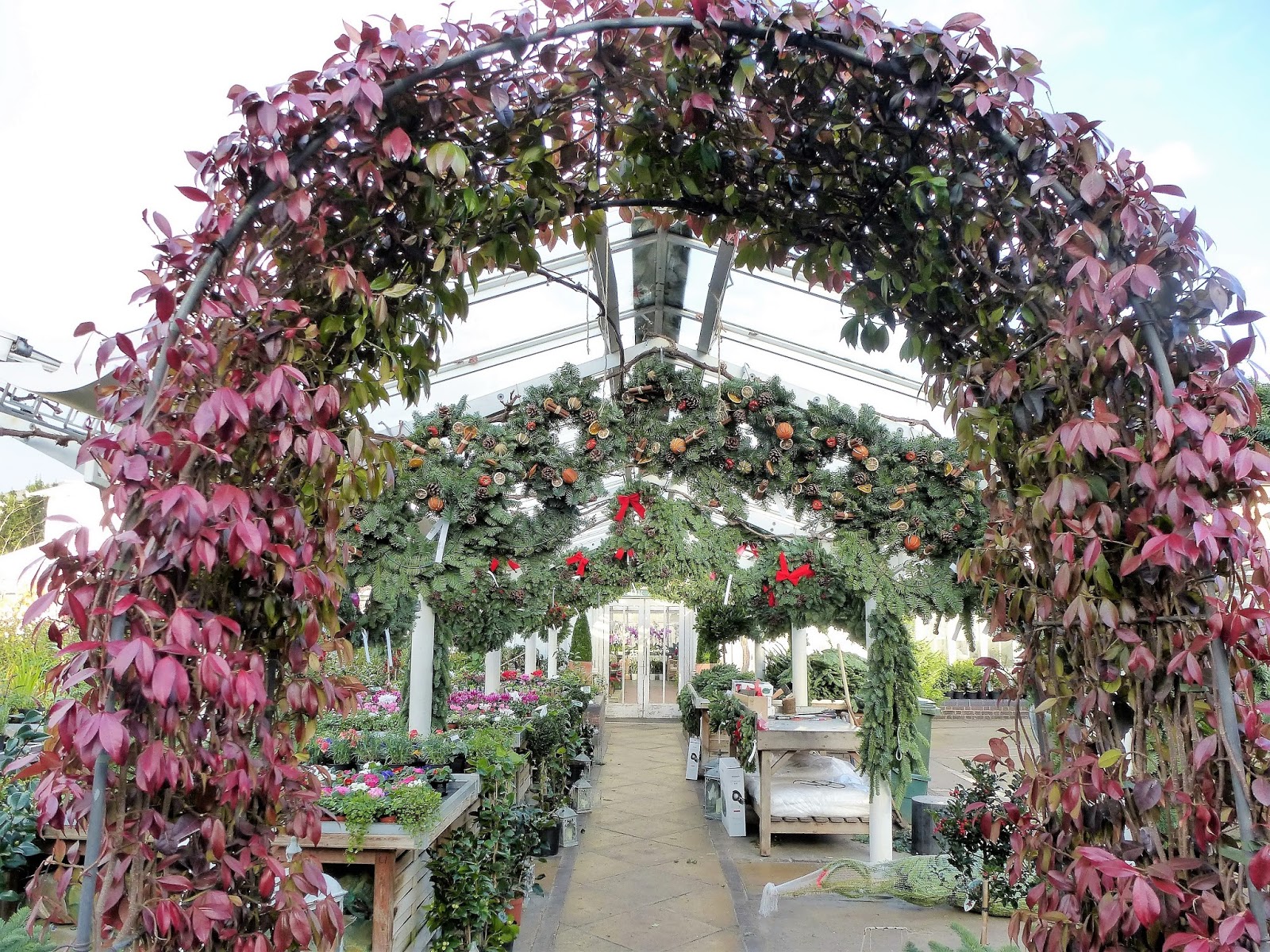 Fernando Ruz Clifton Nurseries