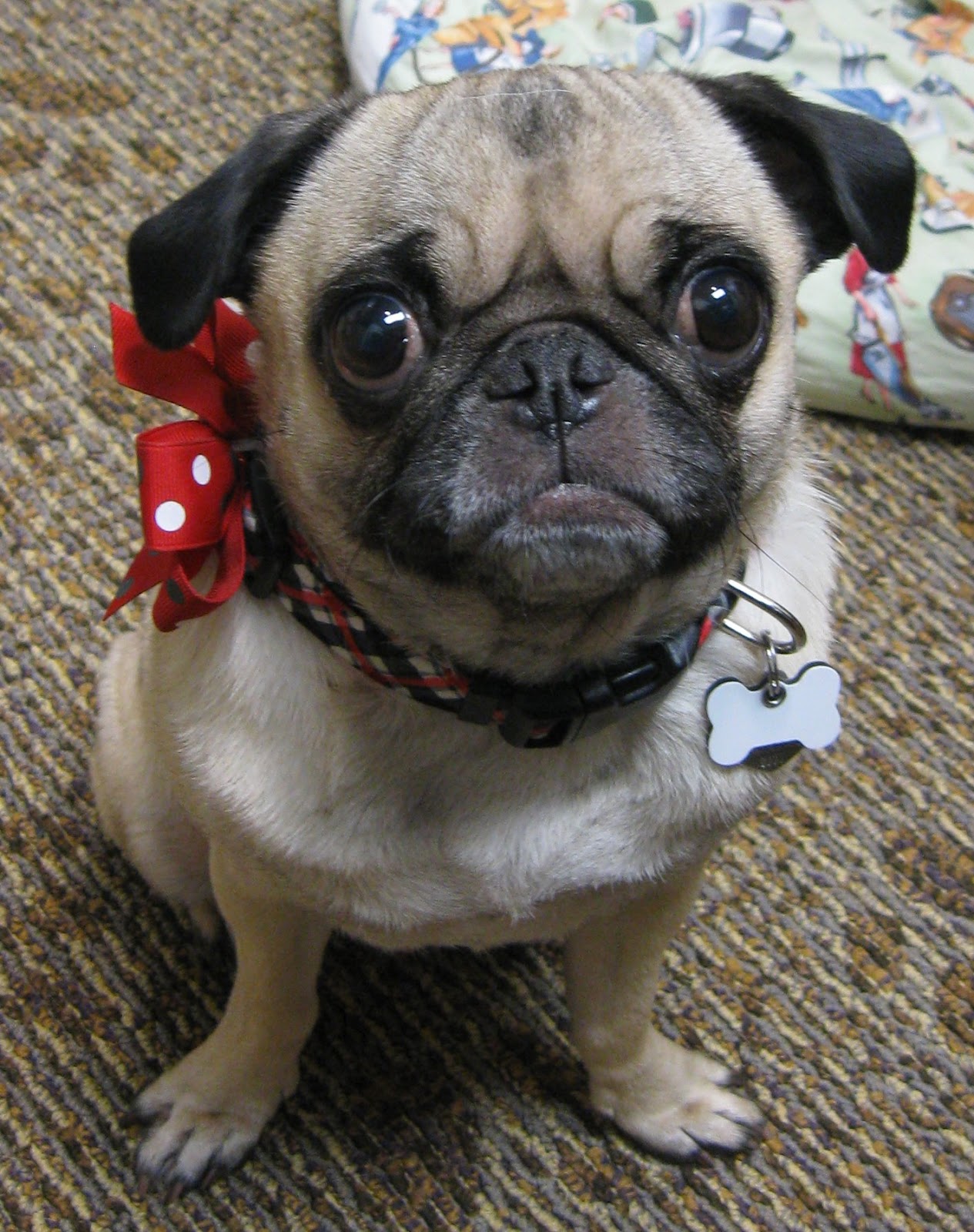 retro pugs atomic auntie the well dressed retro pet retro pugs atomic auntie the well dressed retro pet