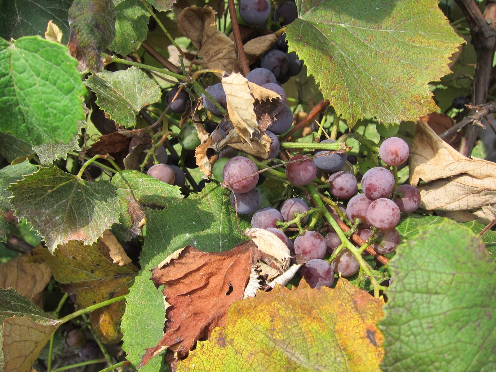 krislovesfabric A summer cold...and Grapes!