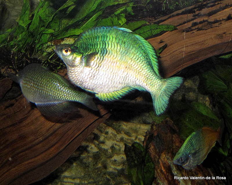 turquoise rainbow fish care