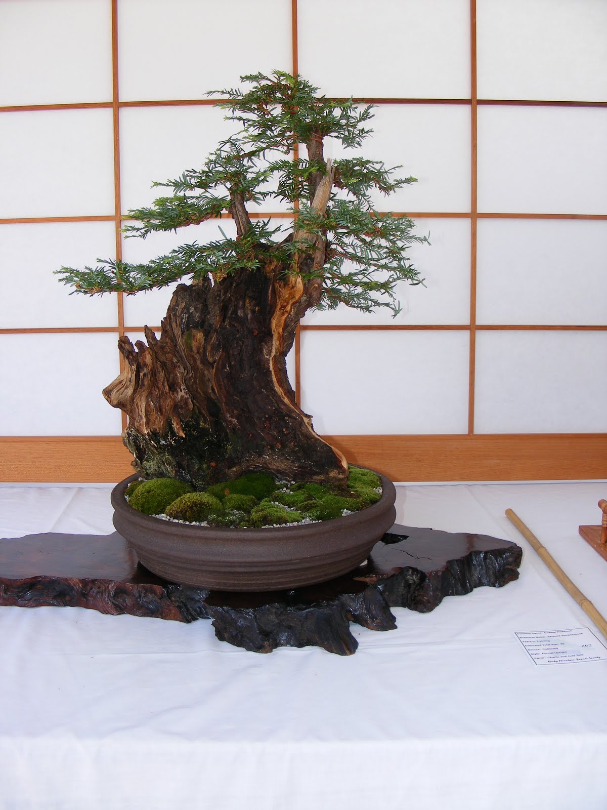 spiritual meaning of bonsai tree