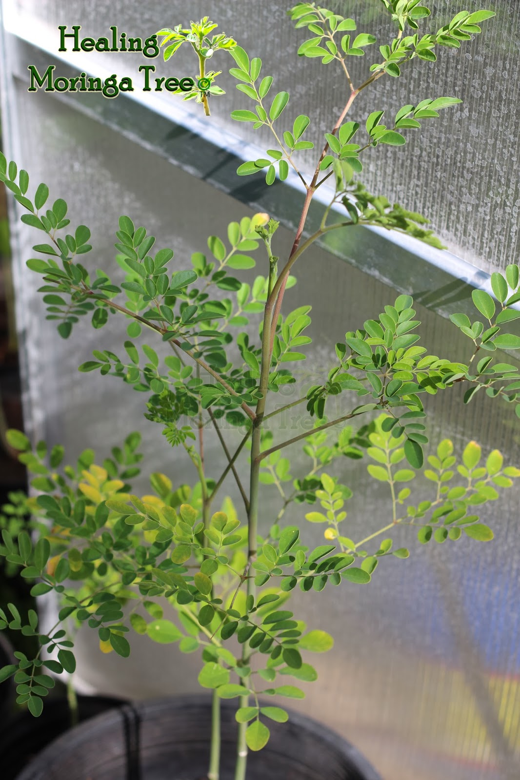 Healing Moringa Tree Healing Moringa Tree