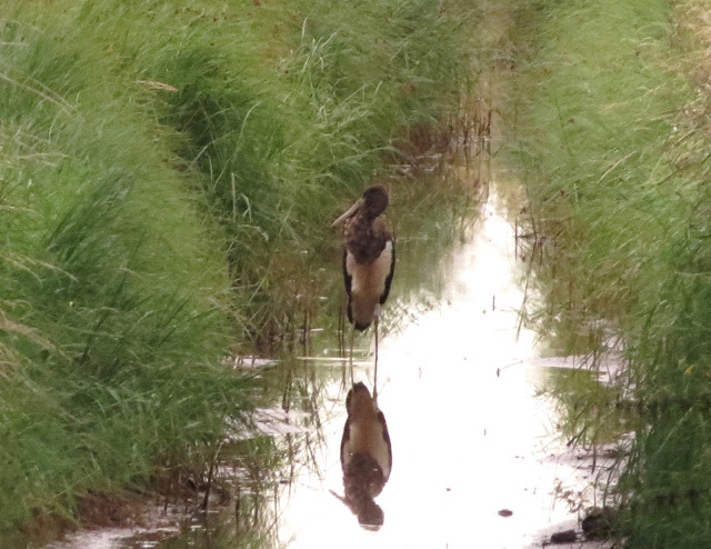 Black Stork - Sunk Island, Yorkshire