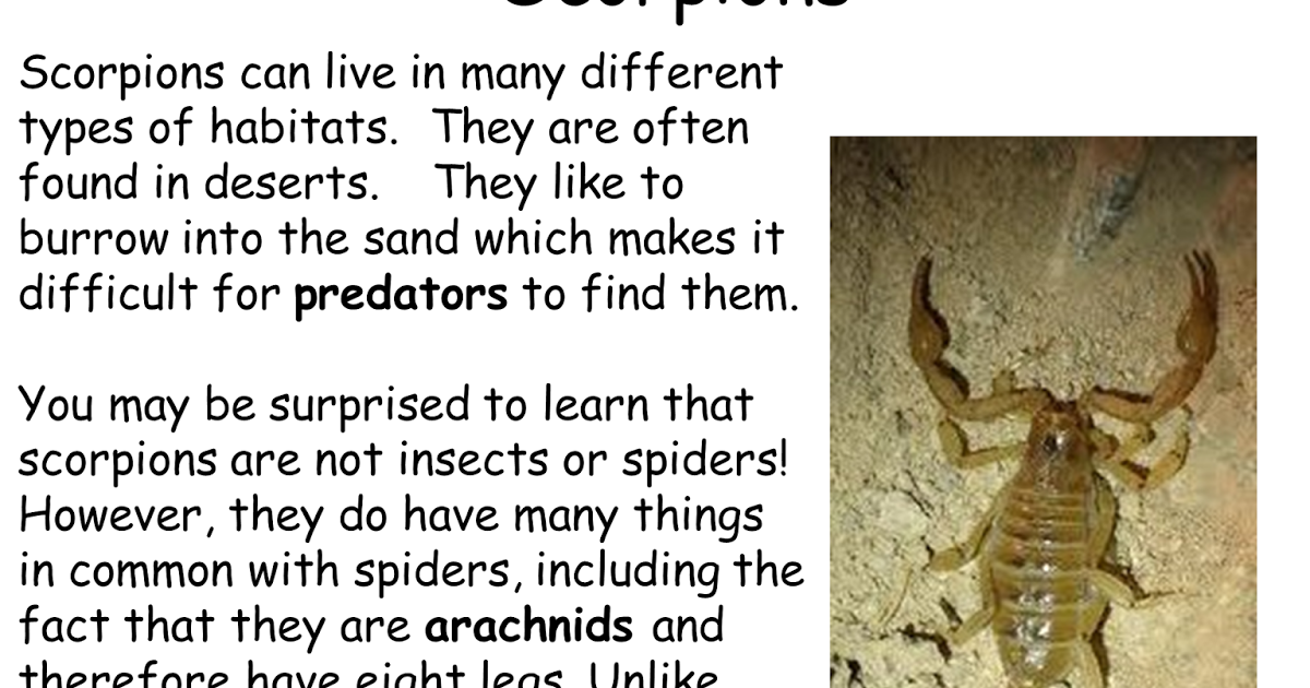 Classroom Freebies Too: Scorpions! A Close Read Mini Unit