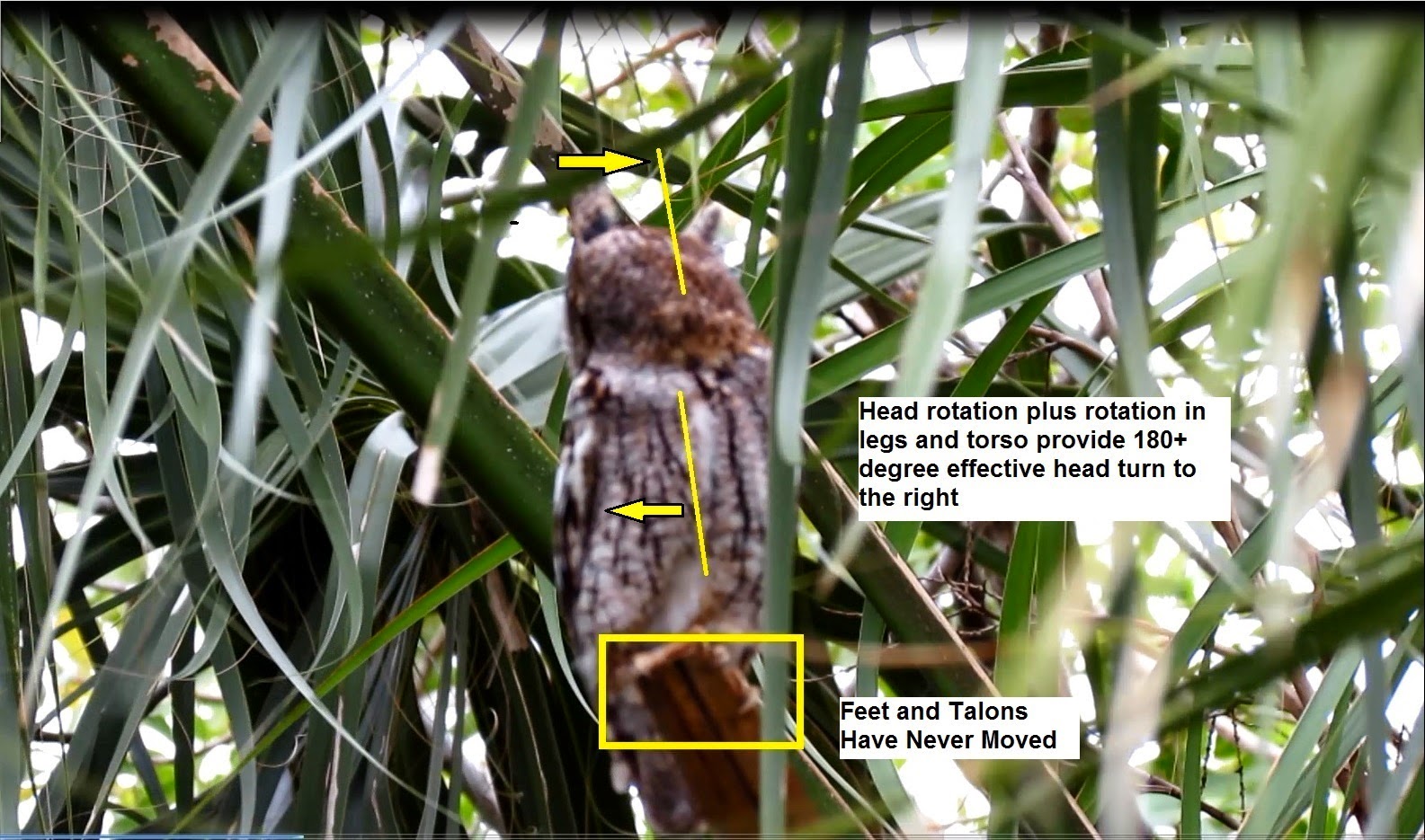 Backyard Birding....and Nature Eastern Screech Owl Rotates Head And