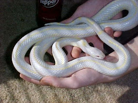 Albino-snakes-animals.jpg 