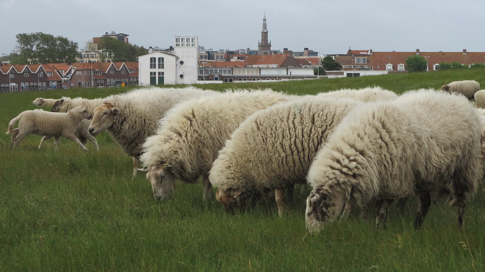 Schapen op het Wantveld