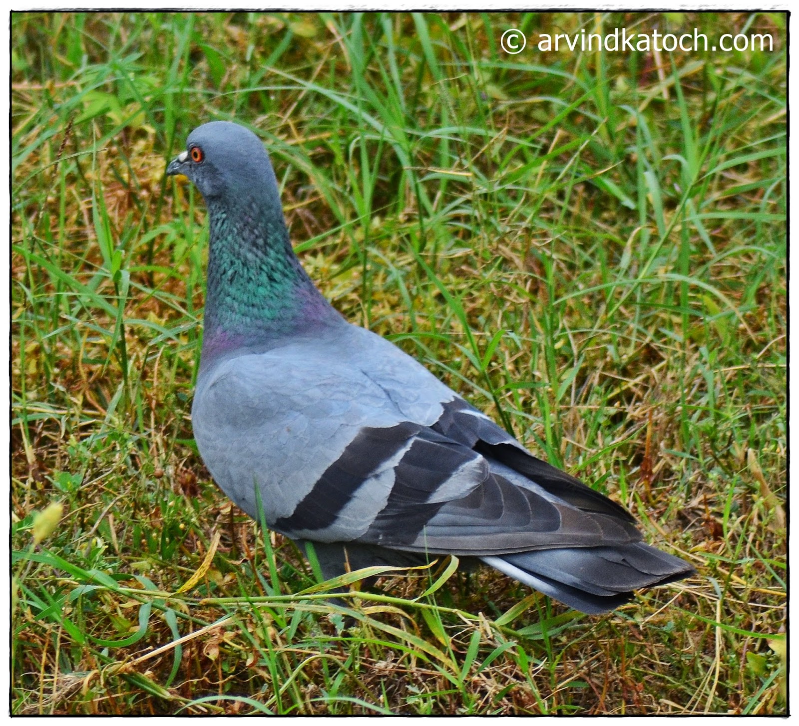 Rock Dove (Pigeon) Pictures and Detail (Columba livia) (The Piegon we