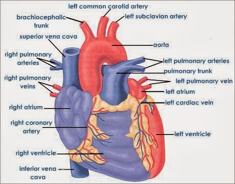 BIOMED ALL INVITED: The Human Heart [ANATOMY/PHYSIOLOGY/CONDUCTION SYSTEM]