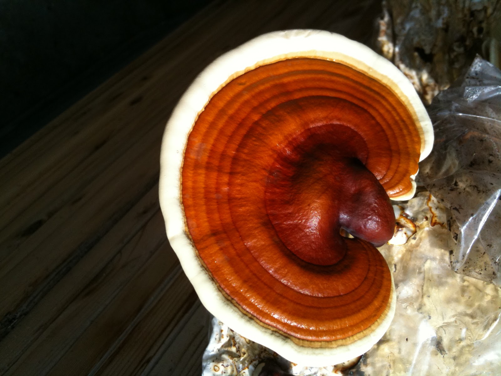 Herbal mushrooms and the immune system, Miracle of Reishi (Ling Zhi) Healthy Care 911