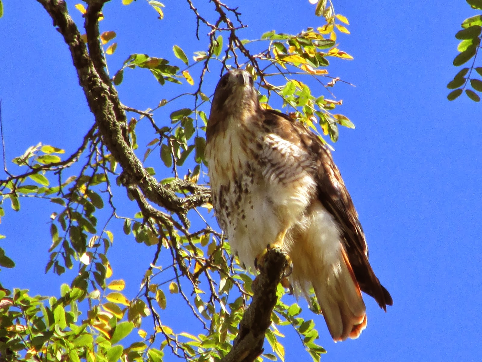 Long Island Birding Birds of Prey