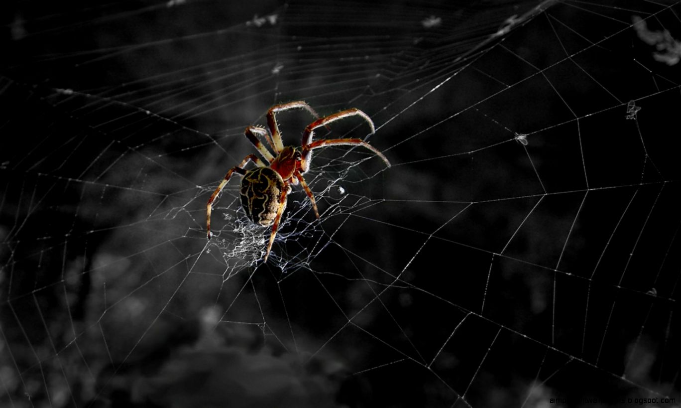 High Quality Spider Web Background Wallpaper Full HD Pictures High Quality Spider Web Background Wallpaper Full HD Pictures