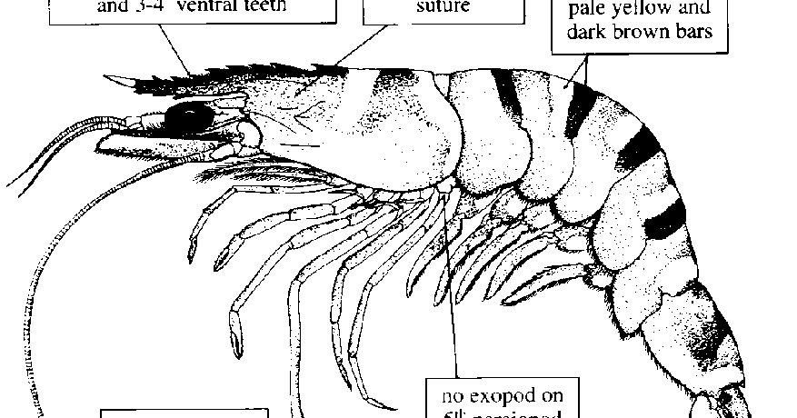 sistem aerasi udang windu