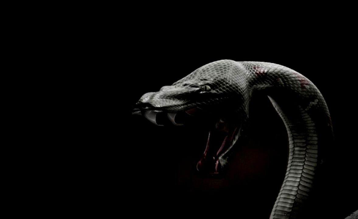 Snake Wallpaper Android Apps on Google Play Snake Wallpaper Android Apps on Google Play