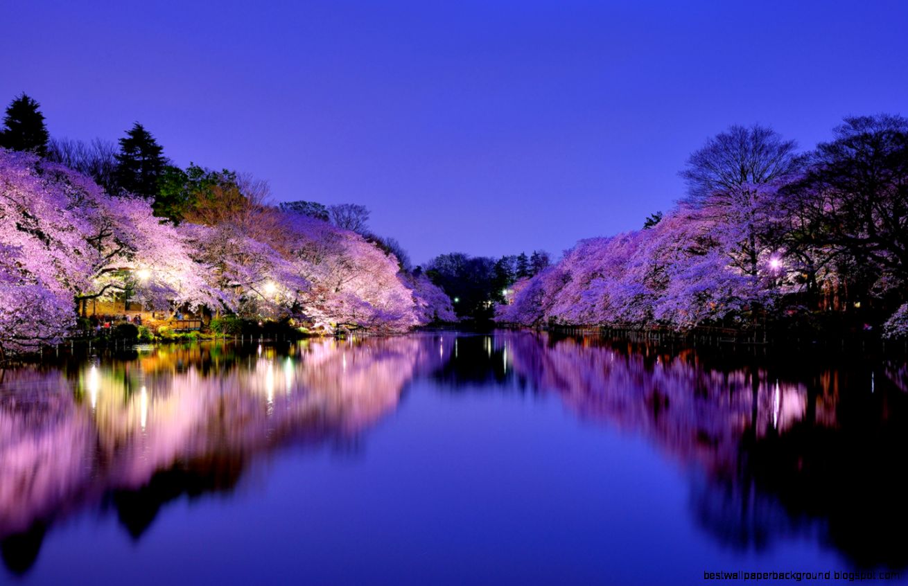 Gorgeous Amazing Purple Wonderful Nature Gorgeous Amazing Purple Wonderful Nature
